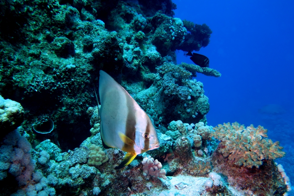 Platax orbicularis