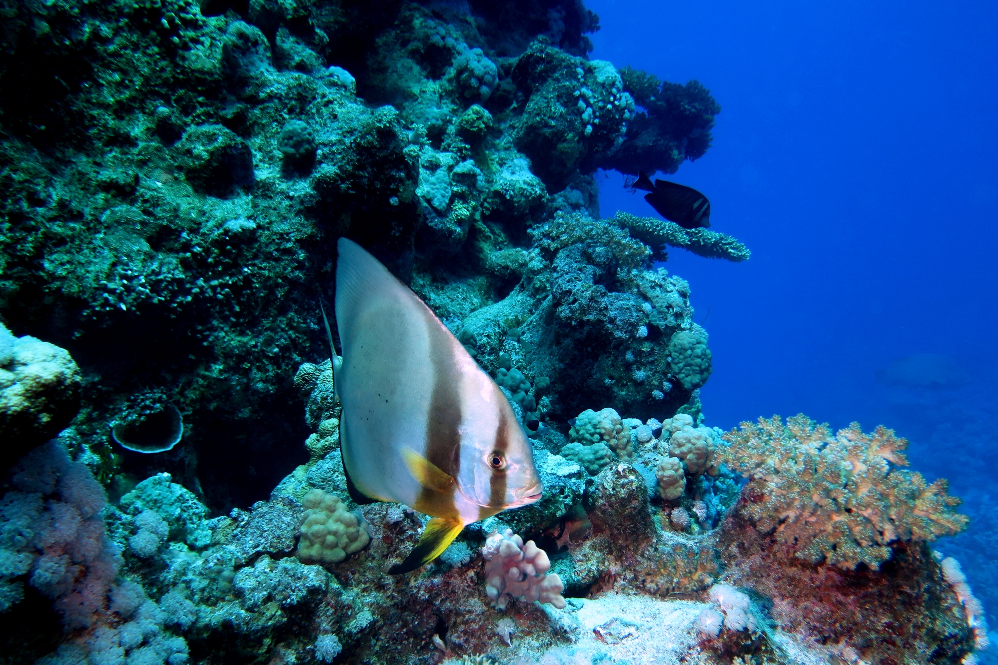 Platax orbicularis