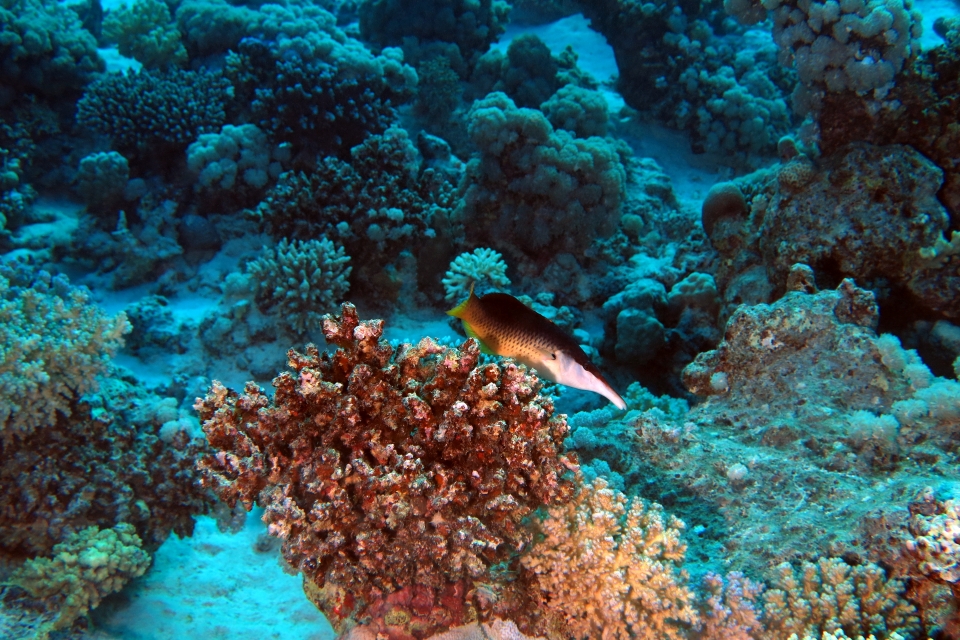 Gomphosus caeruleus