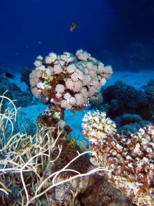 Montage en champignon de coraux durs et mous