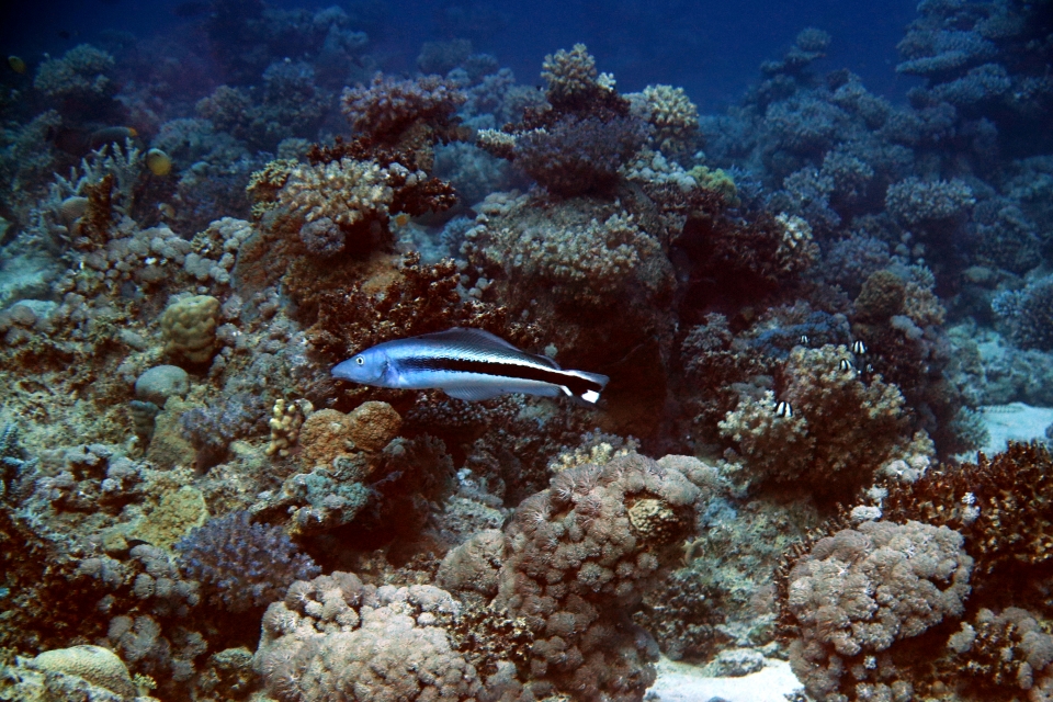 Malacanthus latovittatus