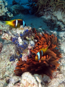 Amphiprion bicinctus, Entacmaea quadricolor, Peyssonnelia capensis