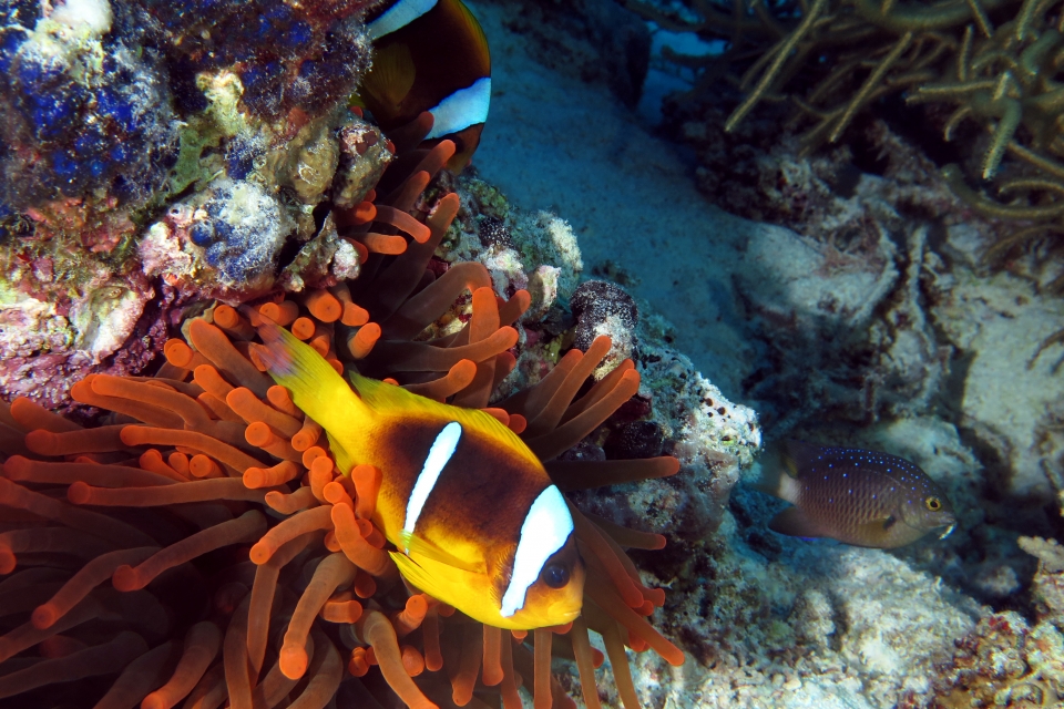 Amphiprion bicinctus, Entacmaea , Plectroglyphidodon lacrymatus