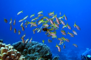 Mulloidichthys vanicolensis, Pseudodax moluccanus