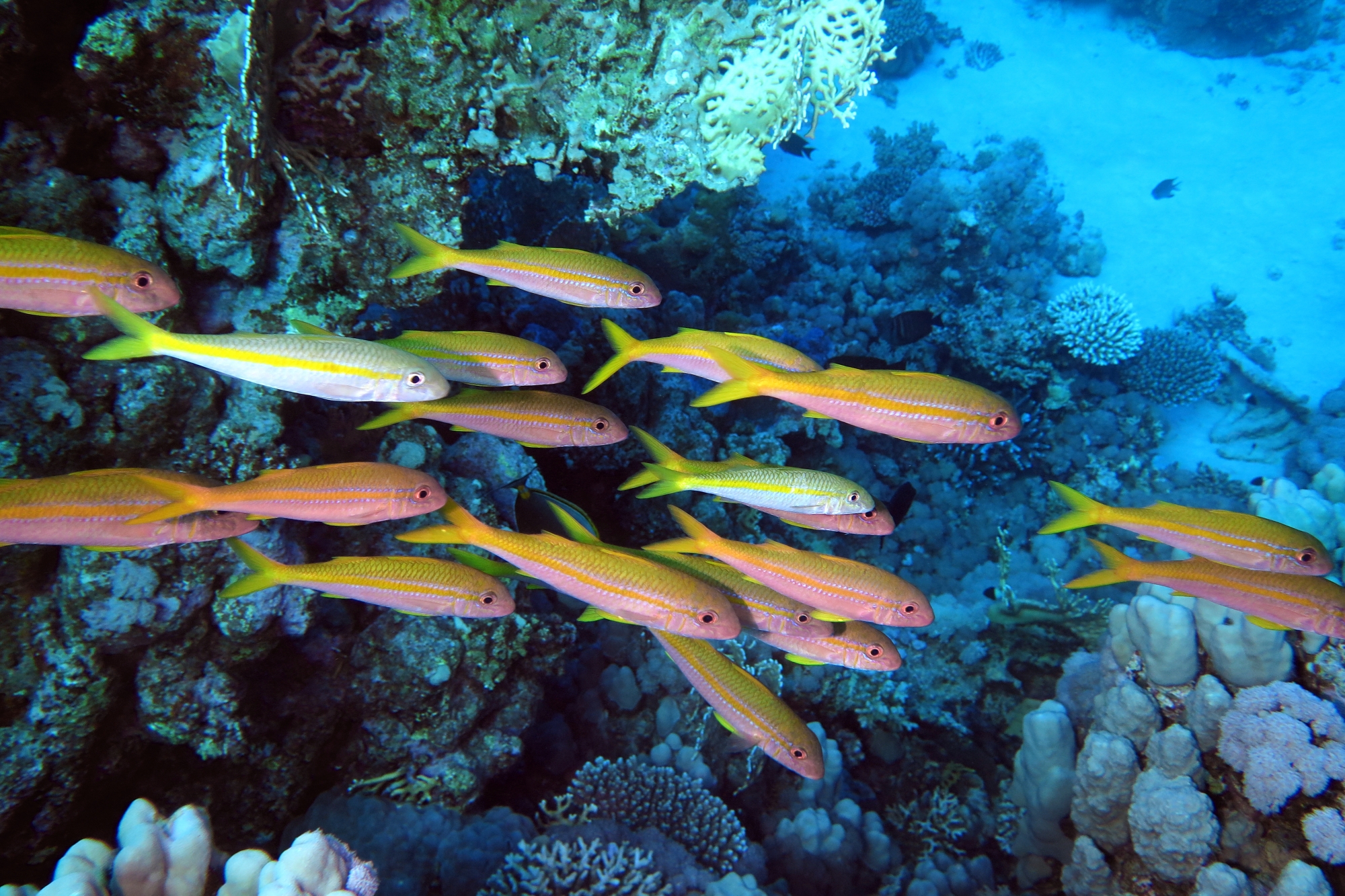Mulloidichthys vanicolensis
