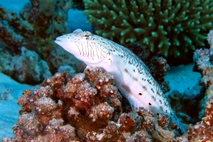 Parapercis hexophtalma