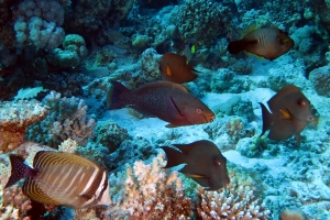 Zebrasoma desjardinii, Ctenochaetus striatus, Scarus niger, Amanses scopas