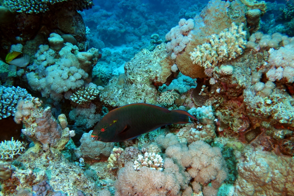 Scarus niger