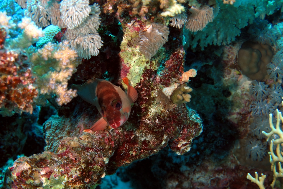 Epinephelus fasciatus