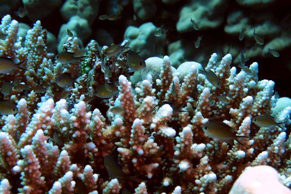 Chromis flavaxilla, Acropora