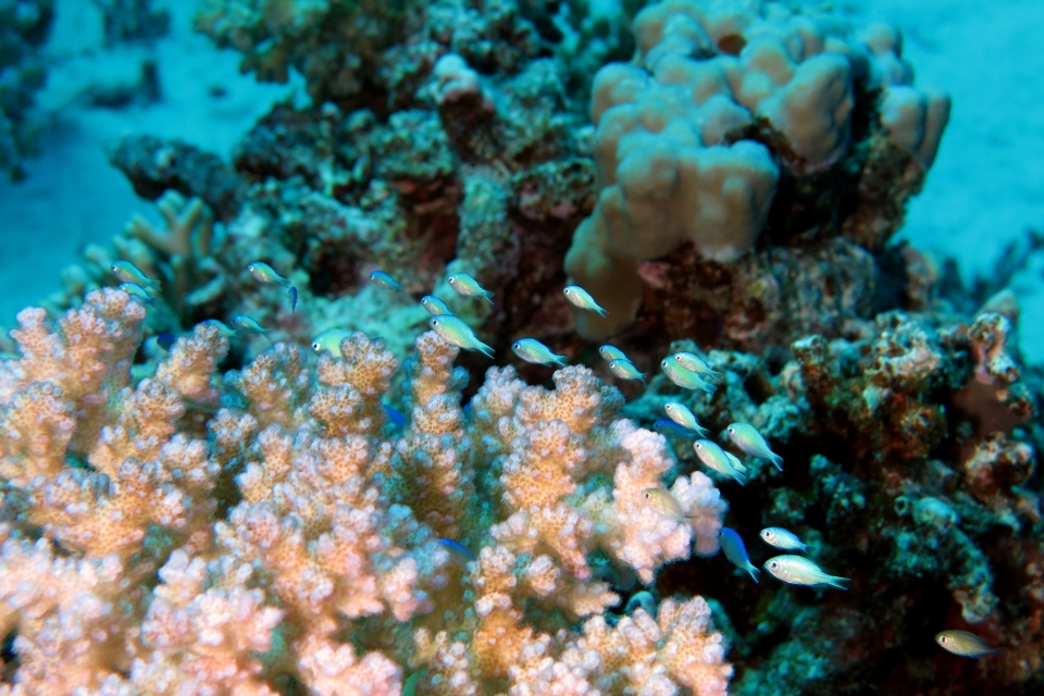 Chromis viridis, Pocillopora damicornis