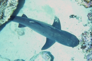 Carcharhinus albimarginatus