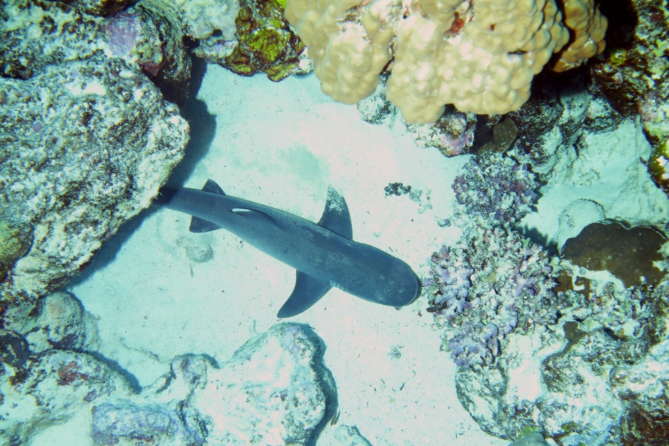Carcharhinus albimarginatus