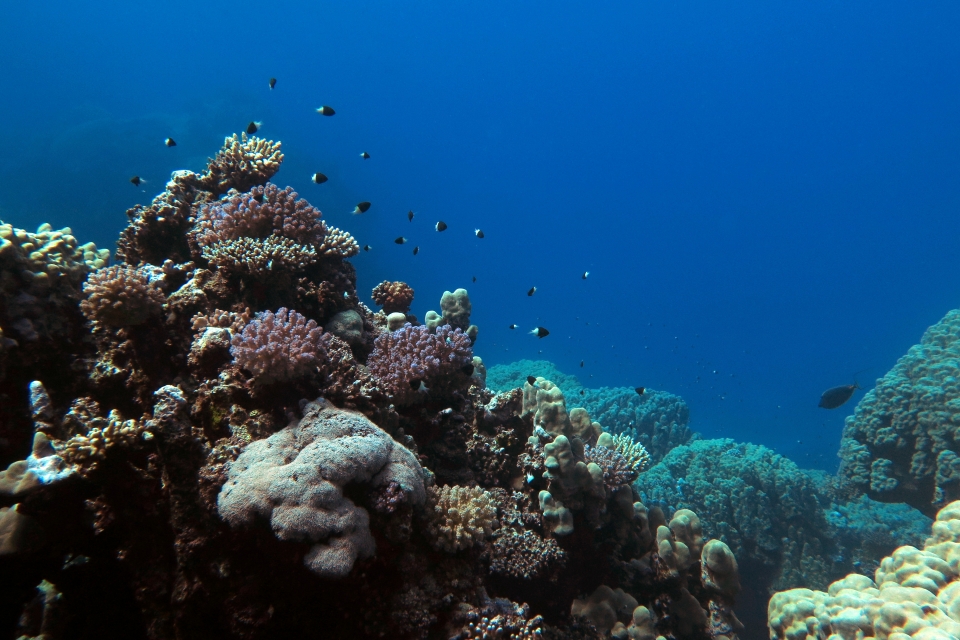 Chromis dimidiata