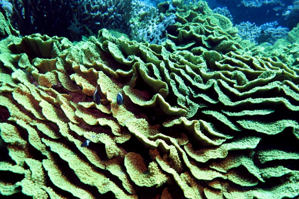 Turbinaria Reniformis, Chromis dimidiata