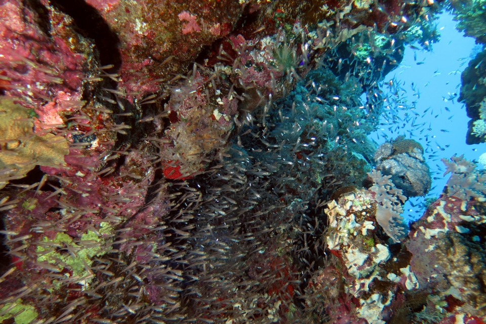 Parapriacanthus ransonneti