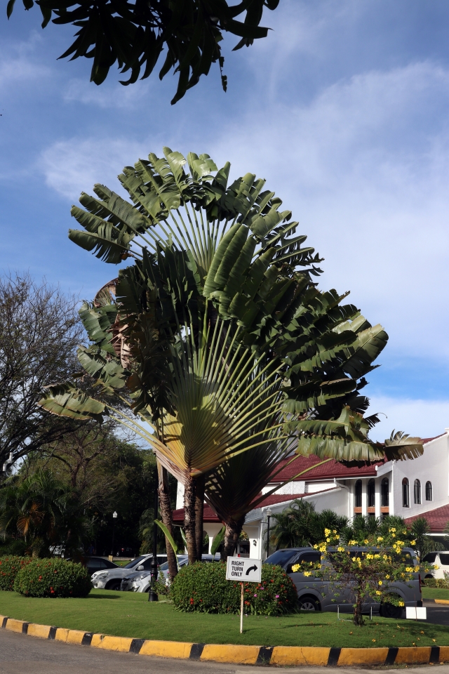 L'arbre du voyageur nous acceuille sur le parking de l'hôtel