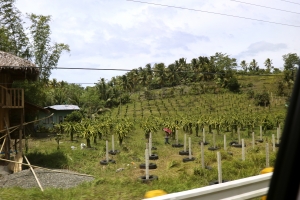 Plantation de fruits du dragon
