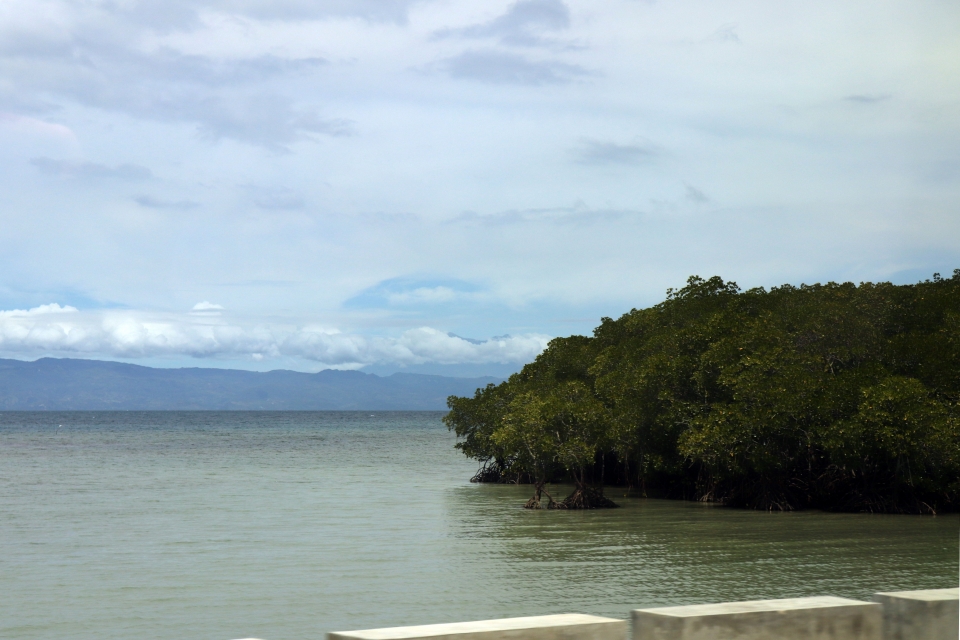 Mangrove