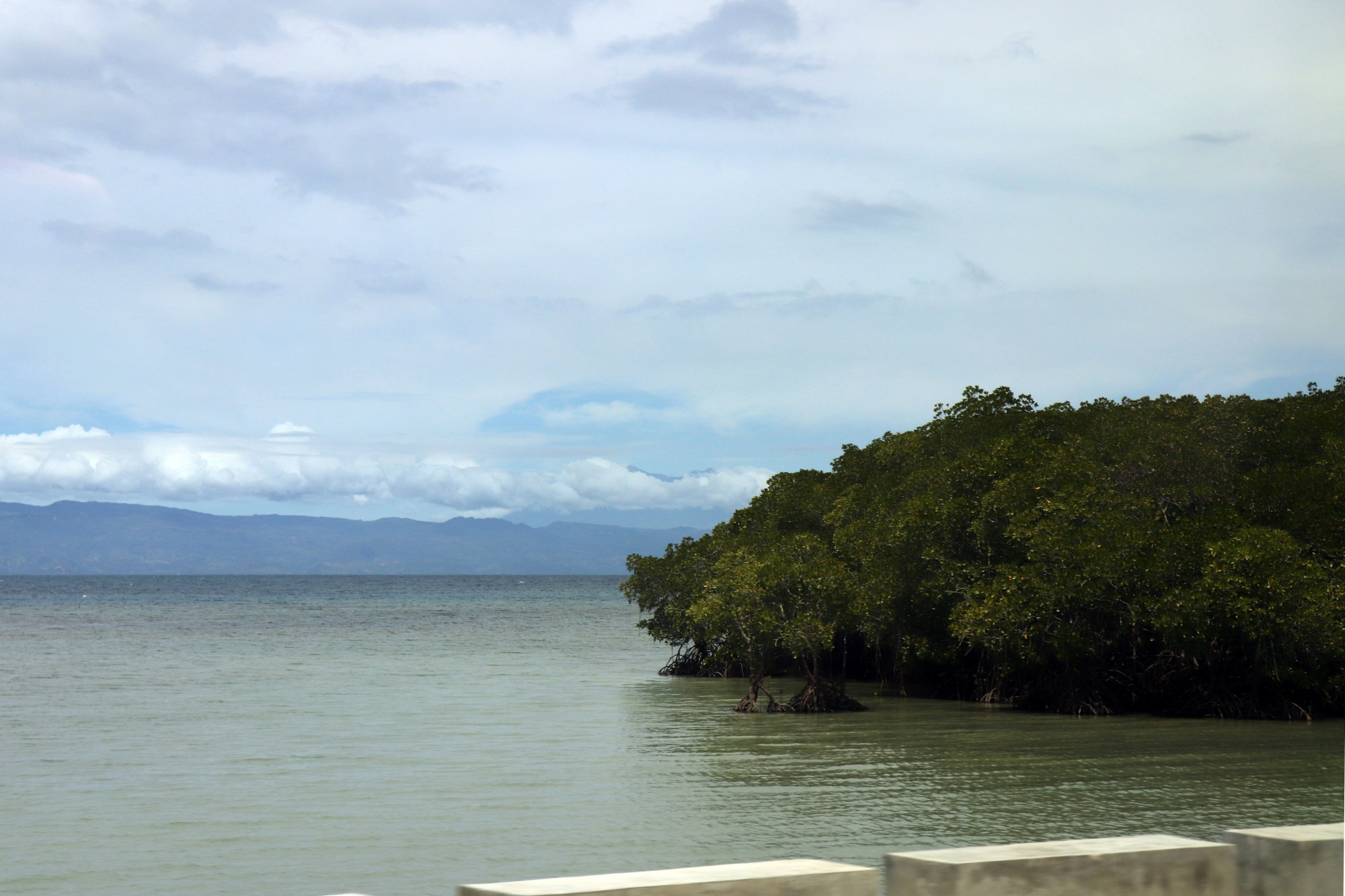 Mangrove