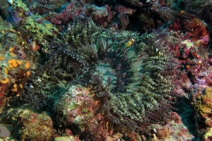 Heteractis aurora, Amphiprion clarkii