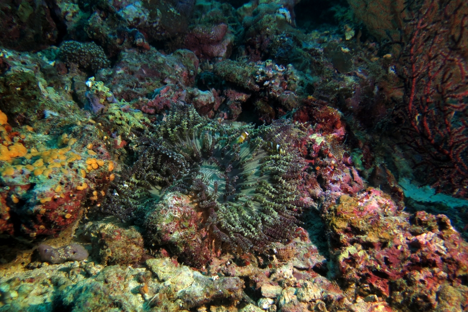 Heteractis aurora, Amphiprion clarkii