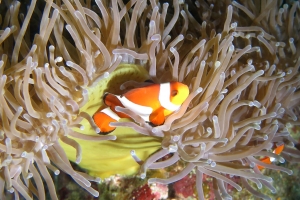 Amphiprion ocellaris, Heteractis magnifica