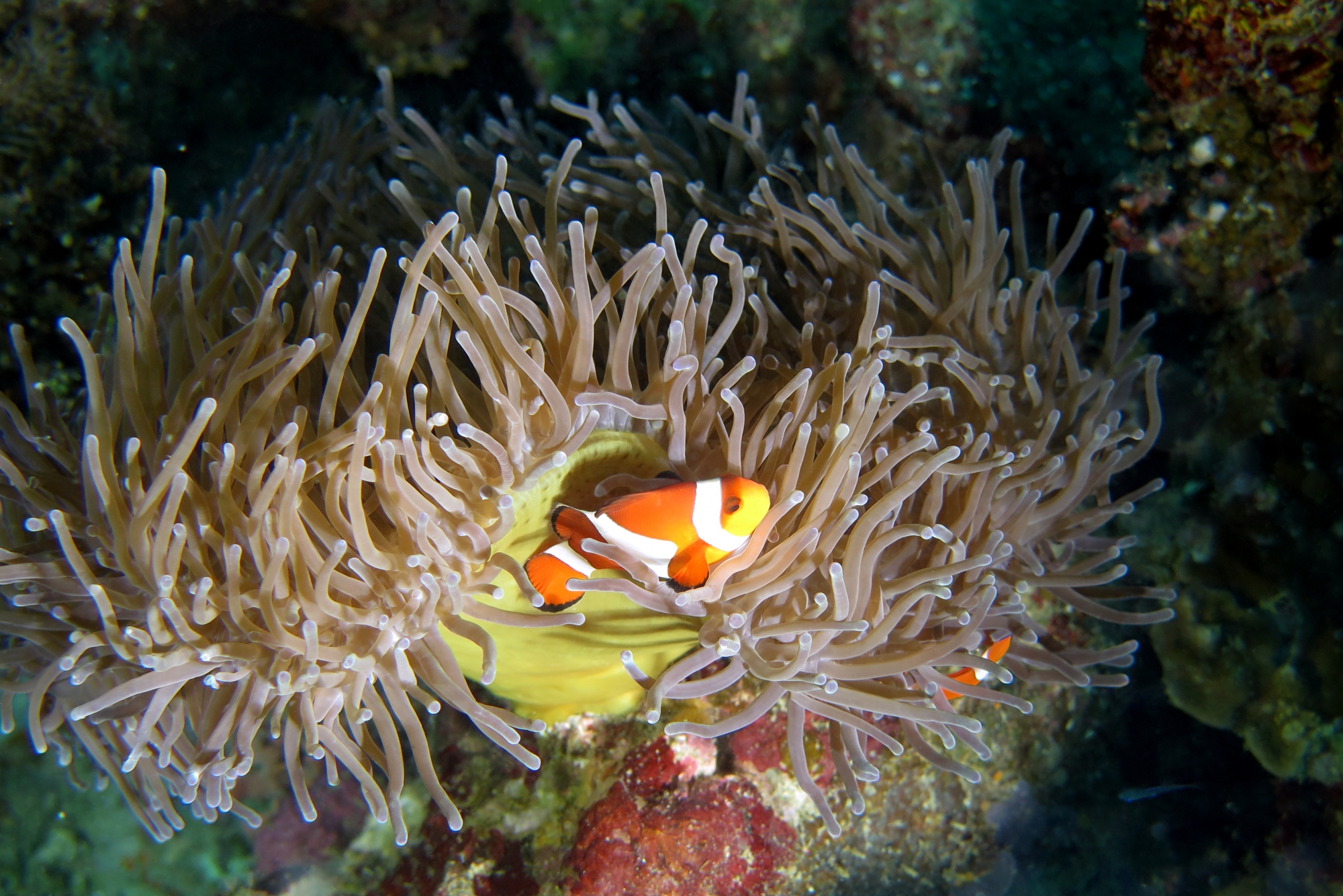 Amphiprion ocellaris, Heteractis magnifica