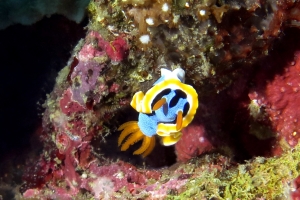 Chromodoris annae