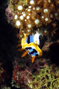 Chromodoris annae