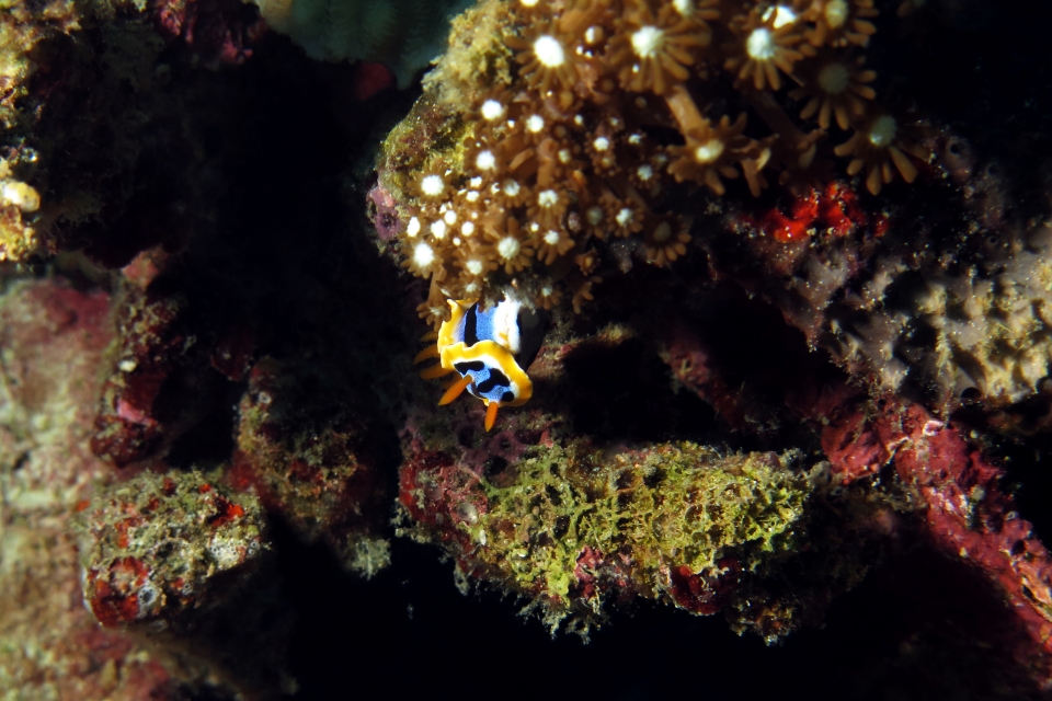 Chromodoris annae