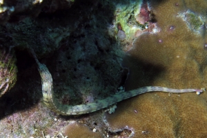 Corythoichthys intestinalis