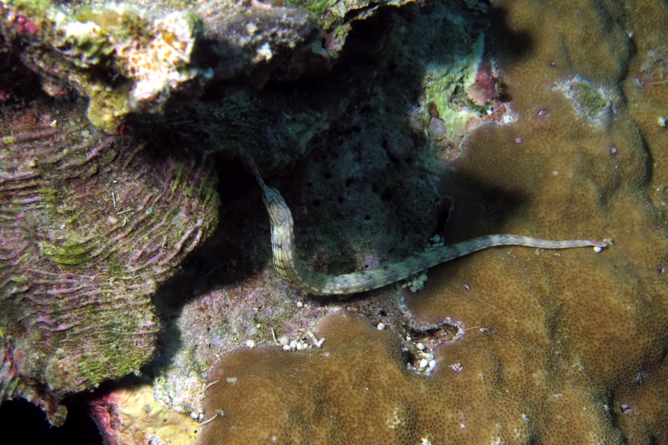 Corythoichthys intestinalis