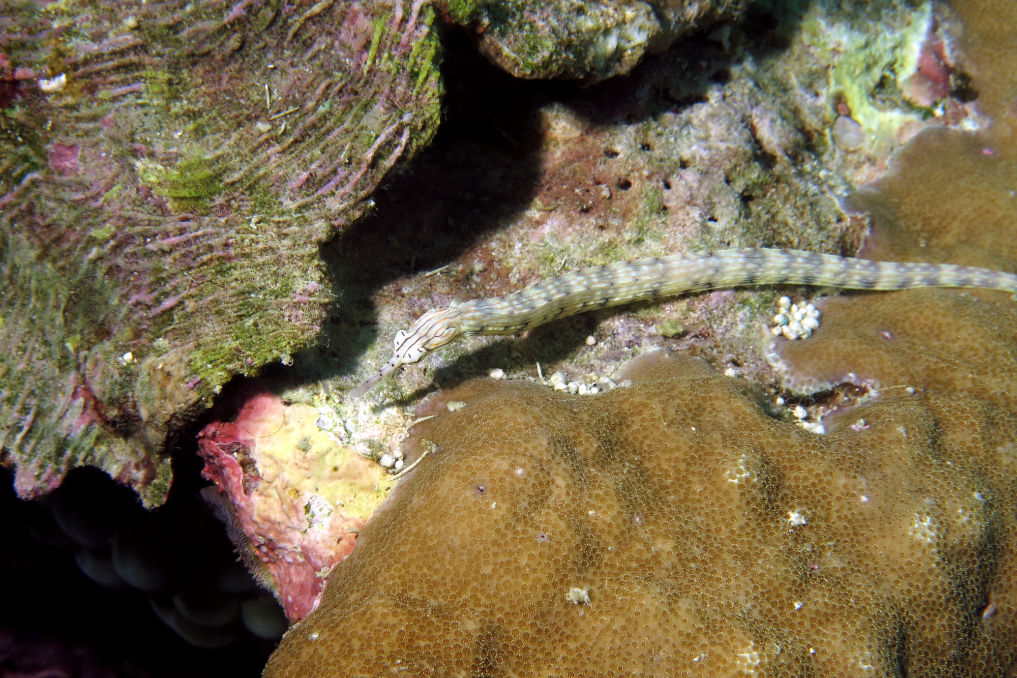 Corythoichthys intestinalis