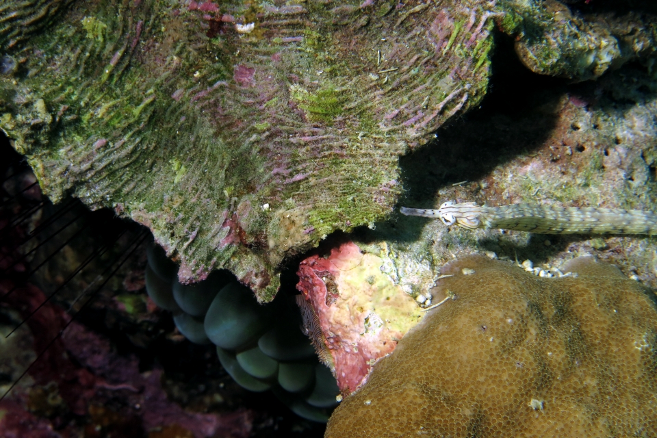 Corythoichthys intestinalis