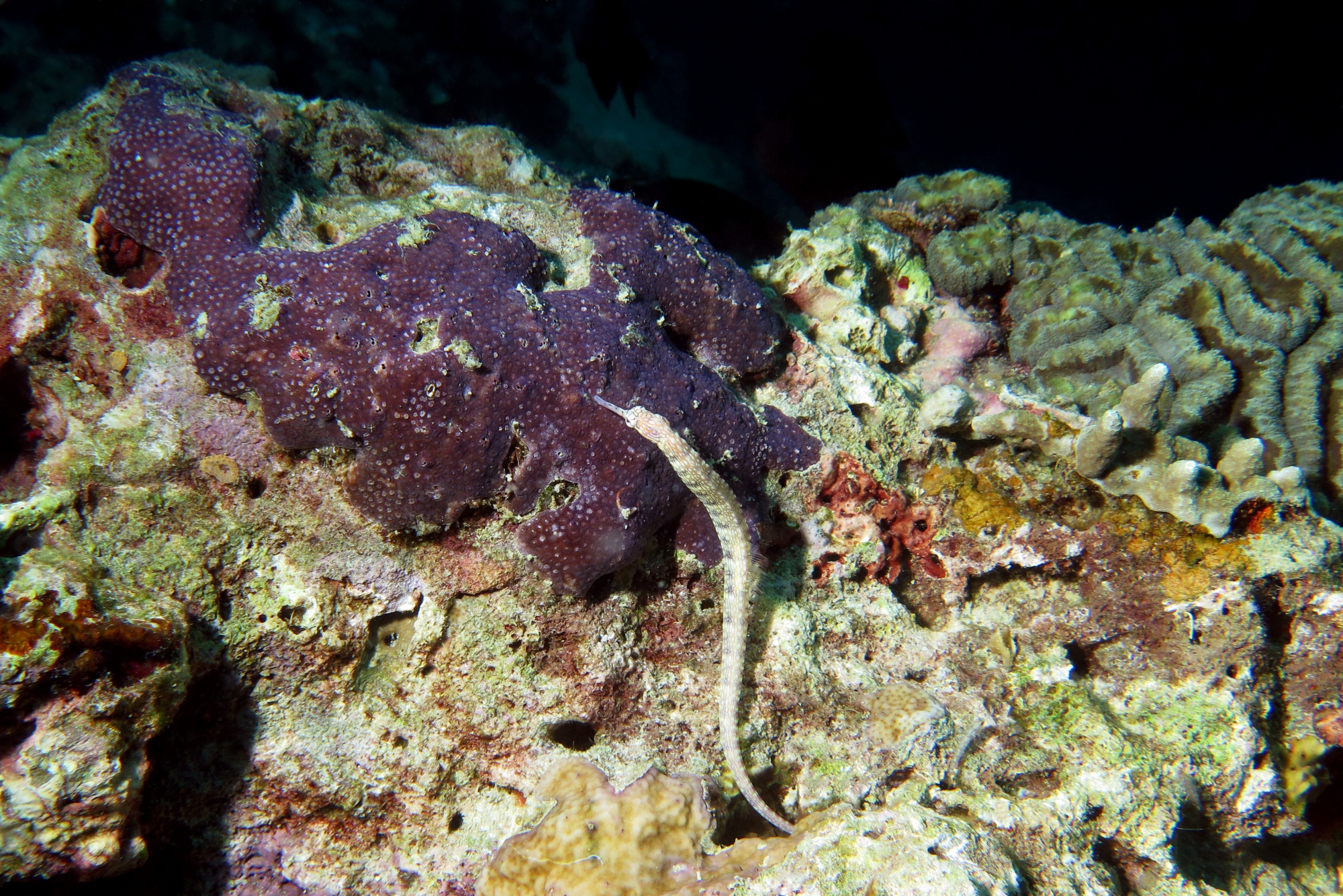 Corythoichthys intestinalis