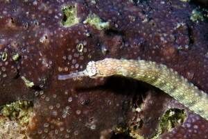 Corythoichthys intestinalis