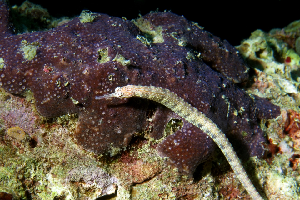 Corythoichthys intestinalis