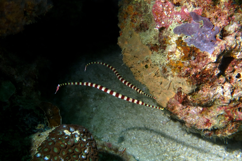 Doryrhamphus dactyliophorus