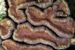 Lobophyllia hemprichii