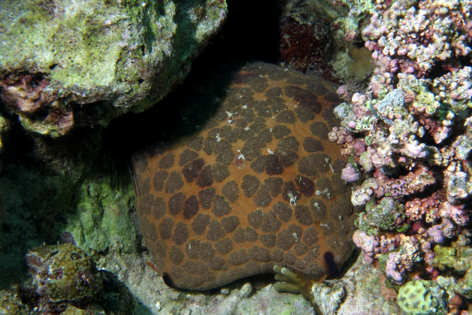 Culcita novaeguineae