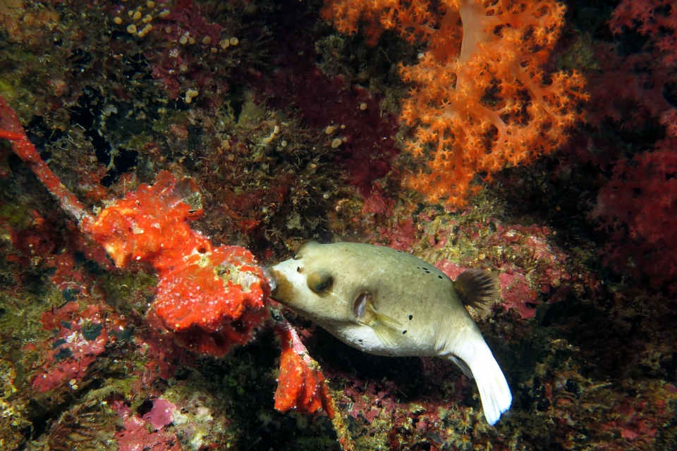 Arothron nigropunctatus