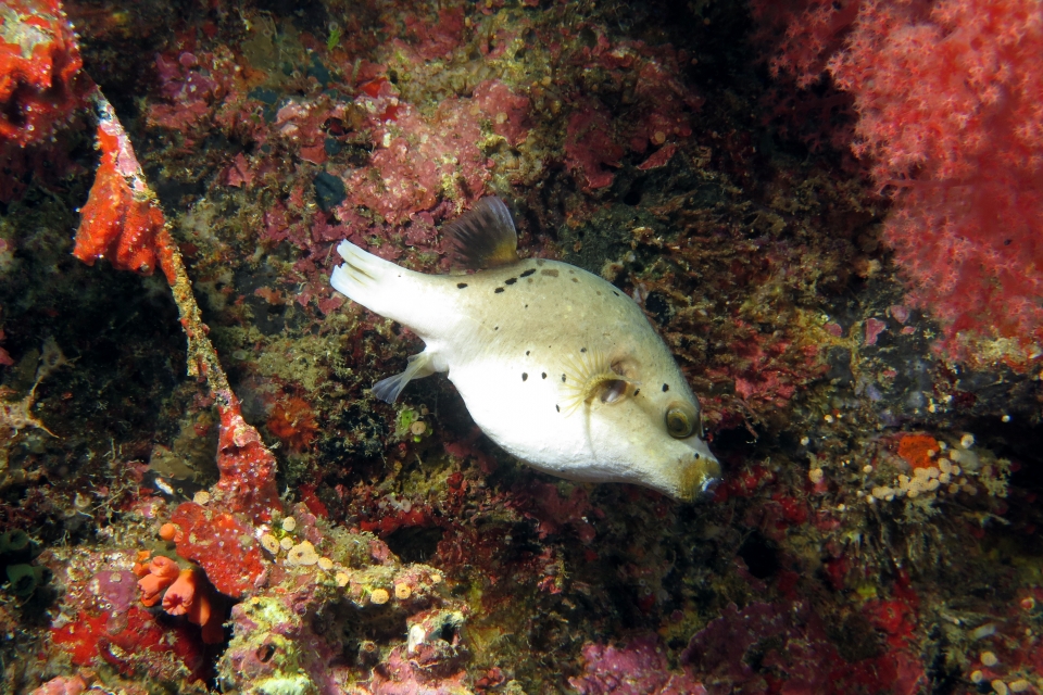 Arothron nigropunctatus
