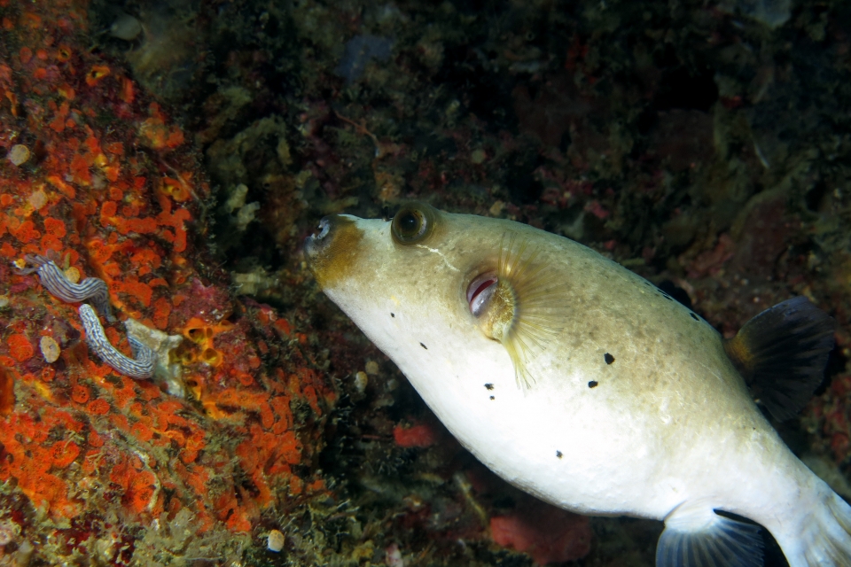 Arothron nigropunctatus