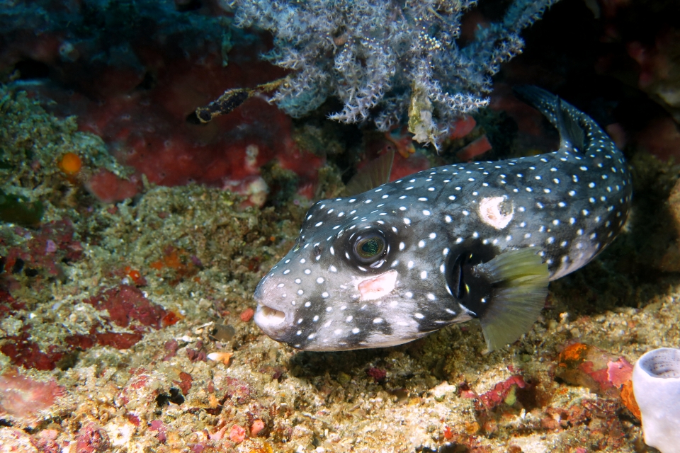 Arothron hispidus