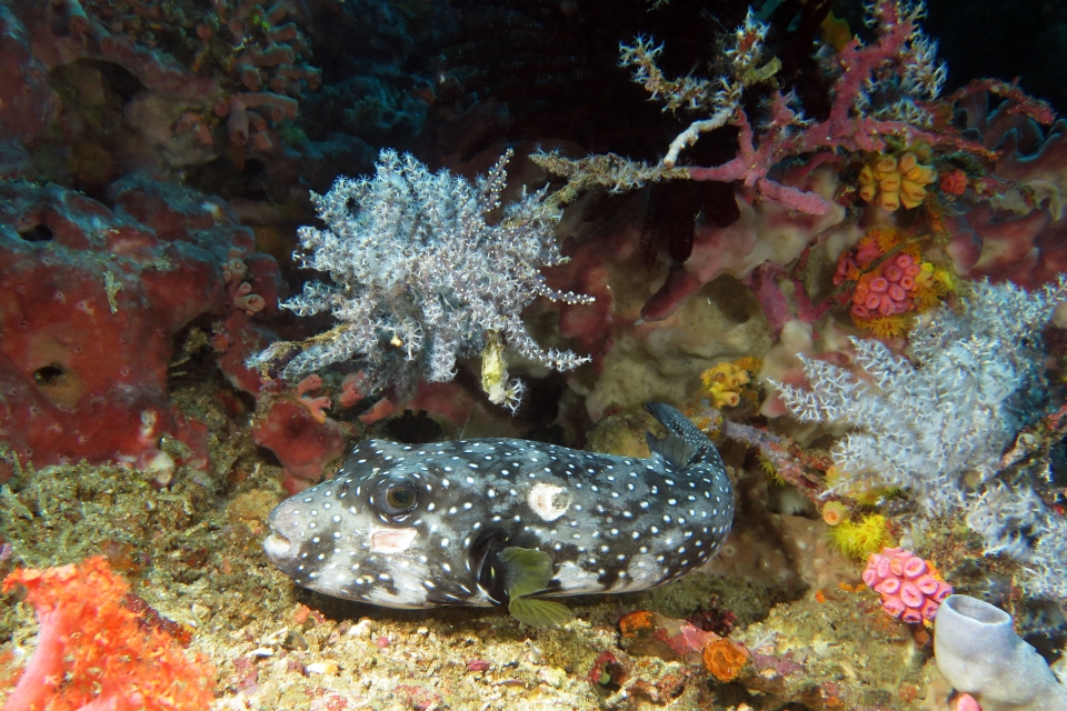 Arothron hispidus