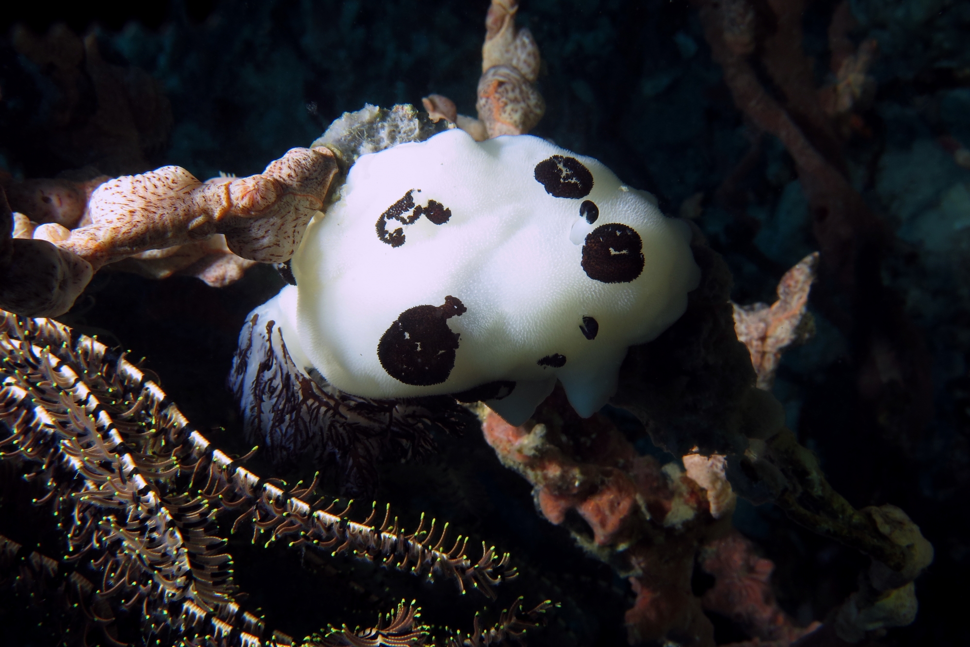 Jorunna funebris