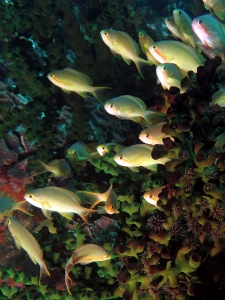 Pseudanthias huchtii, Tubastraea micranthus