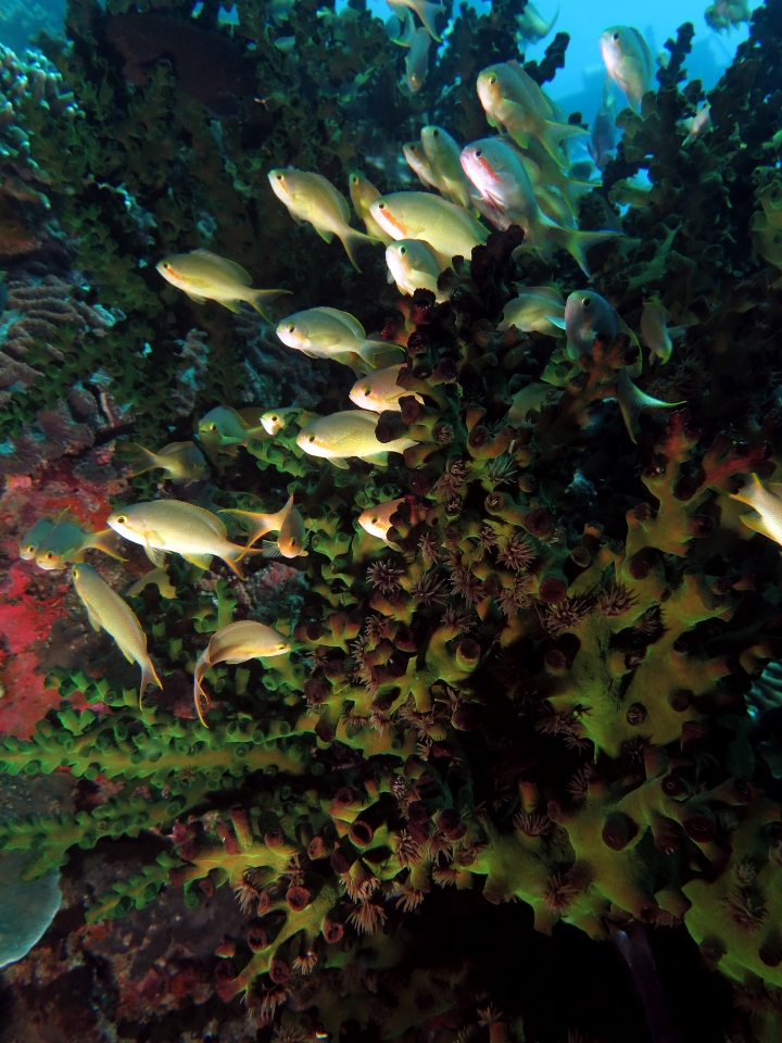 Pseudanthias huchtii, Tubastraea micranthus