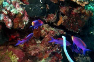 Pseudanthias tuka